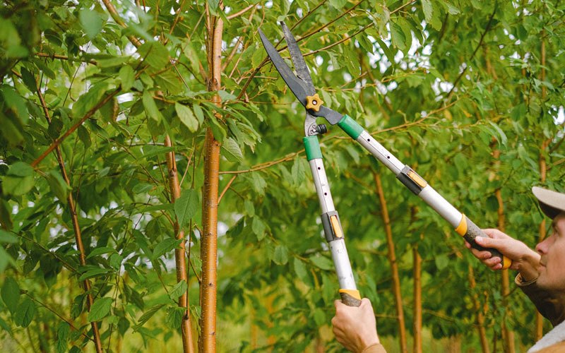 Tree trimming in Saint Lawrence, SD