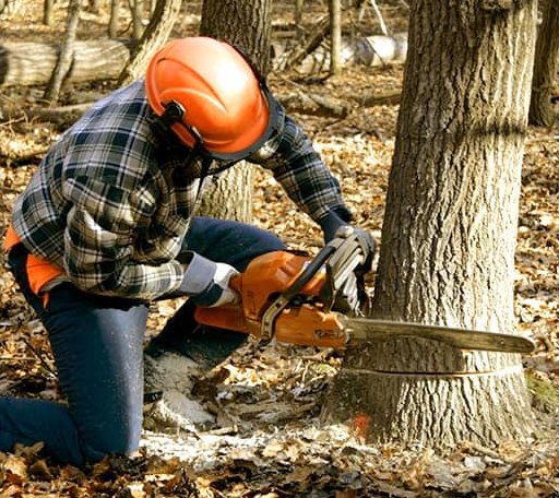 Tree Removal in Saint Lawrence, SD